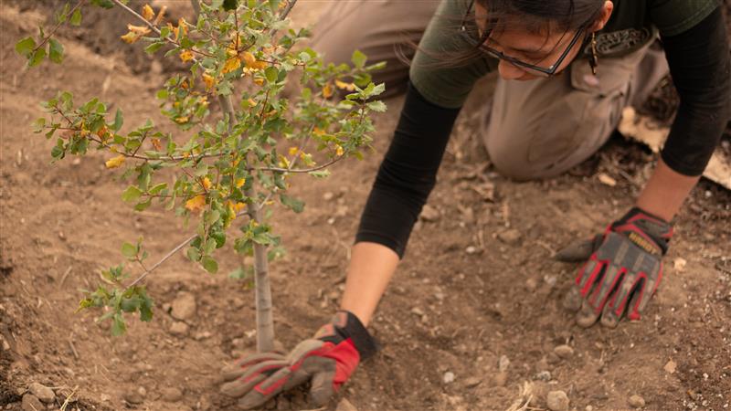 Native Plant Nursery